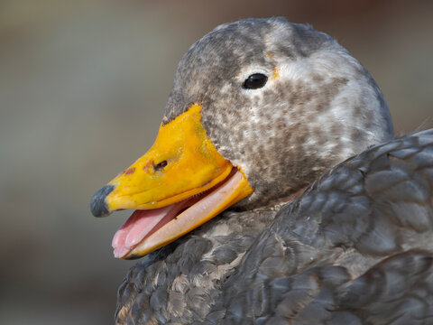 Falkland steamer duck, an endemic duck living on the coasts of the Falkland Islands.