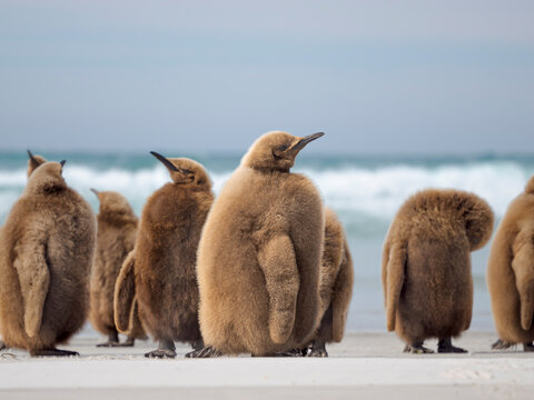 King penguin chick on beach in the Falkland Islands in the South Atlantic, Saunders Island.