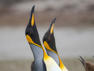 King penguin courtship display. South America, Falkland Islands, Volunteer Point