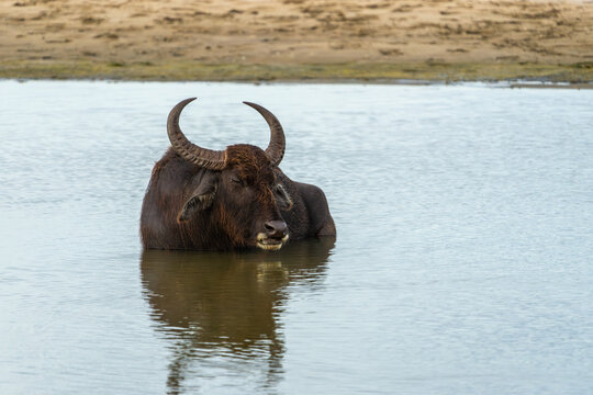 Asian water buffalo or Bubalus bubalis cooling off standing in pond