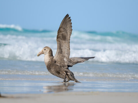 Southern giant petrel on Saunders Island. South America, Falkland Islands.