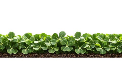 Realistic Illustration of Green Clover Leaves Border on Transparent Background