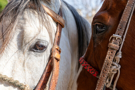 Horses. San Miguel de Allende, Mexico.