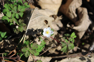 Single false rue anemone wildflower bloom at Northwestern Woods in Des Plaines, Illinois