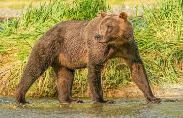 Katmai, Alaska. Female brown bear looking for any aggressive males before fishing for salmon.