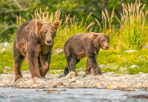 Katmai National Park, Alaska. Mother brown bear and cub walking along riverbank hunting for salmon.
