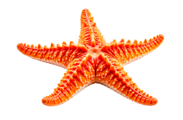 sea star isolated on white background