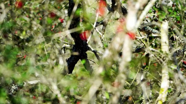 Witness four elegant Cedar Waxwings as they playfully frolic and chase each other within the dense cover of Yaupon Holly bushes adorned with bright red berries.