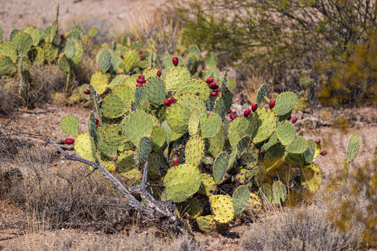 Prickly pear cactus with lots of fruit. Sonoran Desert.