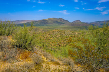 Saguaro cactus and other plants suited for extremely dry conditions typify the Sonoran desert.