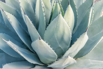 Arizona, Tucson. Tucson Botanical Garden, agave