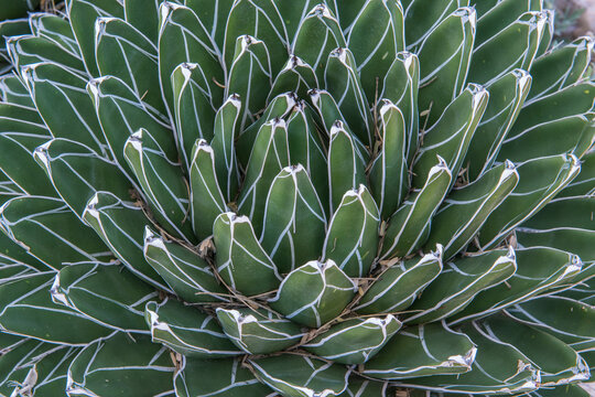 Arizona, Tucson. Tucson Botanical Garden, Queen Victoria Agave