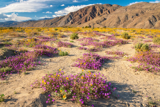 USA, California, Anza Borrego Desert State Park. Blooming verbena and goldfields flowers.