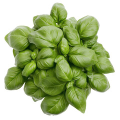 Fresh Basil Leaves Against White. Bright Green Herb For Cooking, Pesto Ingredients, Or Food Photography.