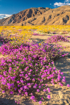 USA, California, Anza Borrego Desert State Park. Blooming verbena and goldfields flowers.
