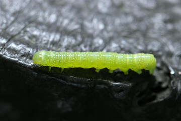擬木柵を移動するきれいな黄緑色の蛾の幼虫（自然環境下ストロボマクロ撮影）