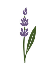 Minimalistic lavender flower illustration