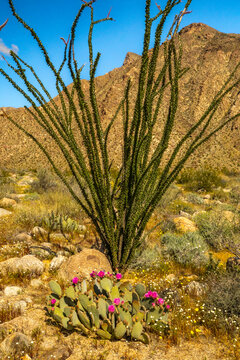 USA, California, Anza Borrego Desert State Park. Blooming beavertail cactus and ocotillo plant.