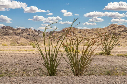 USA, California, Chocolate Mountains. Blooming ocotillo cactus and mountain.