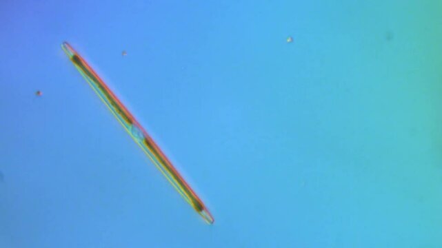 Freshwater Diatom Gliding - 400x DIC Microscope