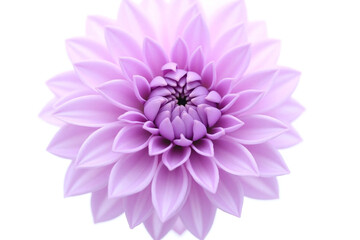 single purple flower on a white background