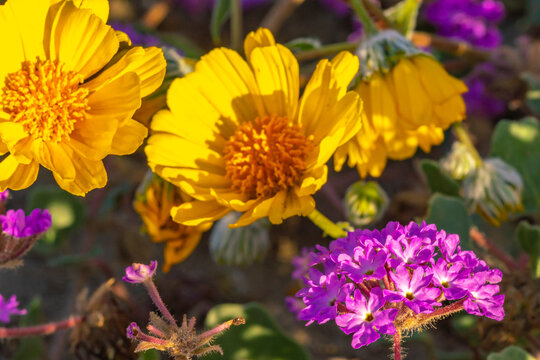 USA, California, Anza Borrego Desert State Park. Verbena and goldfields blossoms close-up.