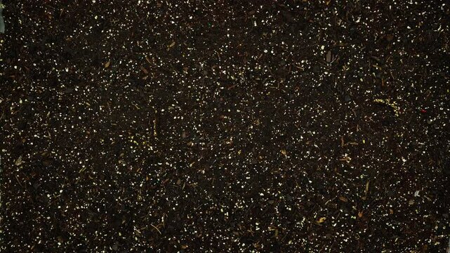 Time lapse of real living word ORGANIC emerging from the layer of soil as broccoli  seeds germinate or sprouting, growing and then withering in time lapse - version 2