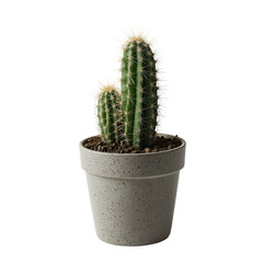 cactus in pot isolated on transparent png
