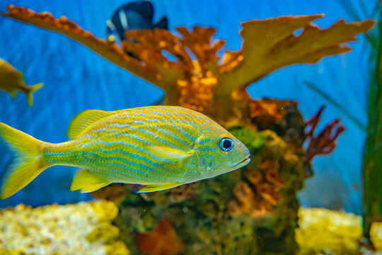 USA, Colorado, Denver, Denver Zoo. Captive French grunt fish in tank.