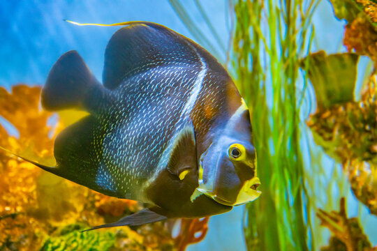 USA, Colorado, Denver, Denver Zoo. Captive gray angelfish in tank.