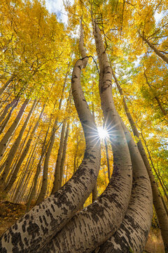USA, Colorado, Uncompahgre National Forest. Curved aspen trees in autumn at sunrise.