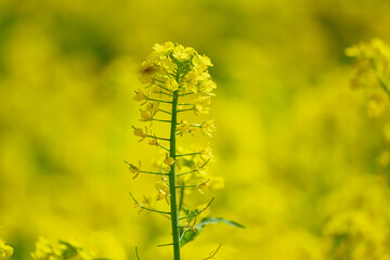 Obraz premium 満開の赤城南面千本桜の菜の花