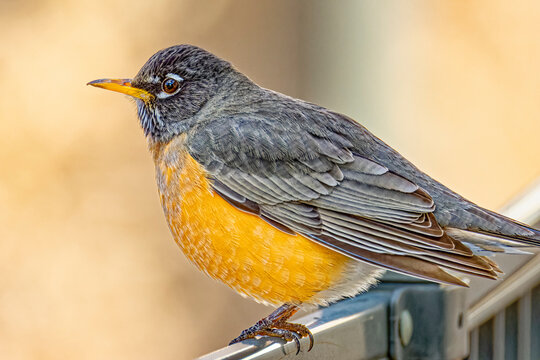 USA, Colorado, Fort Collins. American robin close-up.