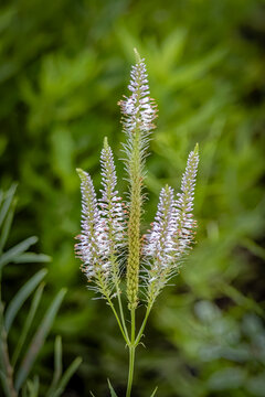 USA, Colorado, Fort Collins. Flower close-up.