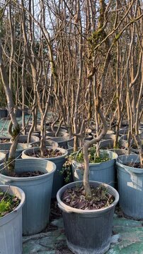 tree nursery in iran nature hyrcanian forest garden greenery season business parrotia persica caspian native persian azerbaijan landscape outdoors rural scenic summer view village weather woods vase