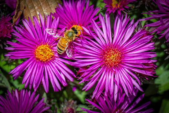 USA, Colorado, Fort Collins. Honey bee on aster flowers.