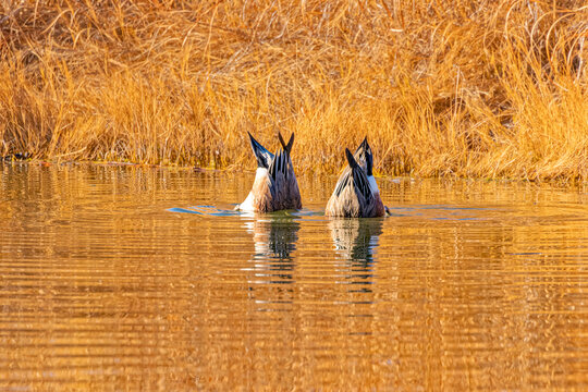 USA, Colorado, Fort Collins. American Wigeon duck.