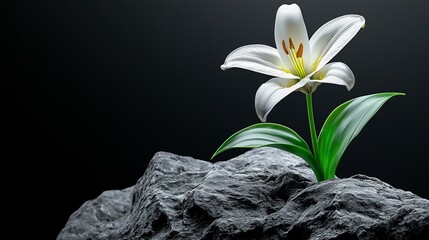 White lily blossoming from grey stone, dark background