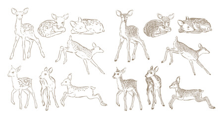 Vector outline and drawing of baby deer.