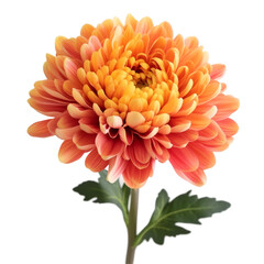 Orange Chrysanthemum. Vibrant Flower With Delicate Petals And A Fresh Green Stem. Isolated On Transparent or White Background.