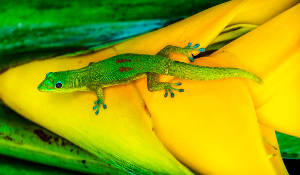 Gold dust day gecko Hawaii. Gecko native to Madagascar Introduced into Hawaii.