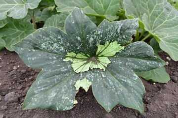 Unique Damaged Green Leaf Plant Macro Photography