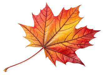 Obraz premium maple leaf isolated on white