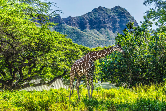 Colorful reticulated giraffe, Diamond Head, Waikiki, Oahu, Hawaii.
