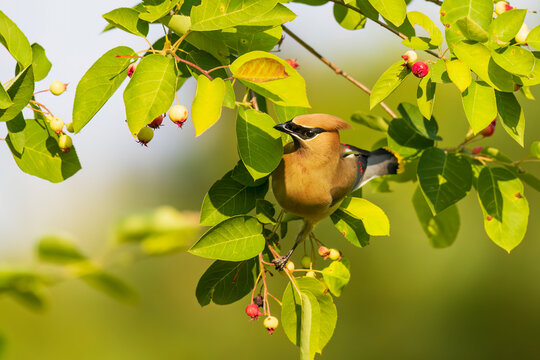 Cedar waxwing in serviceberry bush, Marion County, Illinois.