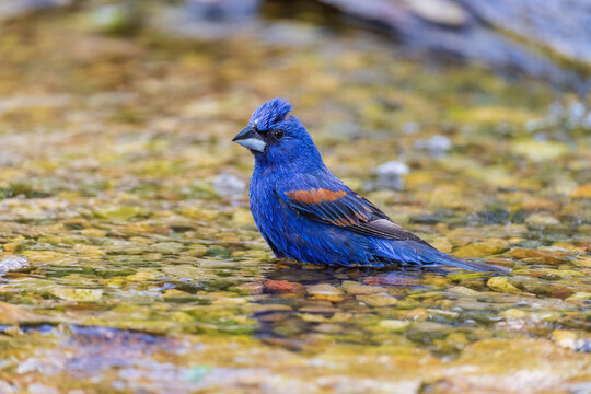 Blue grosbeak male bathing, Marion County, Illinois.