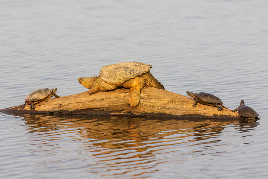 Common snapping turtle on log with Painted Turtles in wetland, Marion County, Illinois.