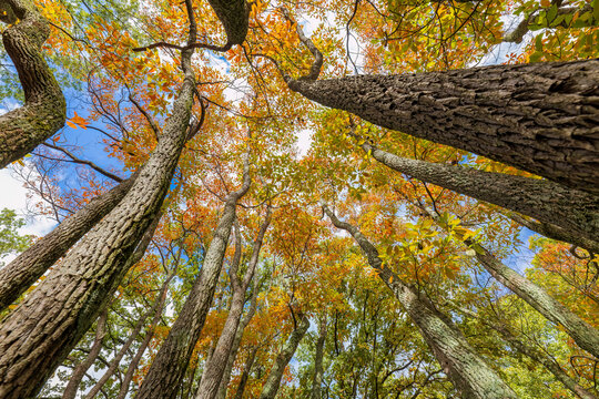 Fall color sassafras trees, Stephen A. Forbes State Park, Marion County, Illinois.