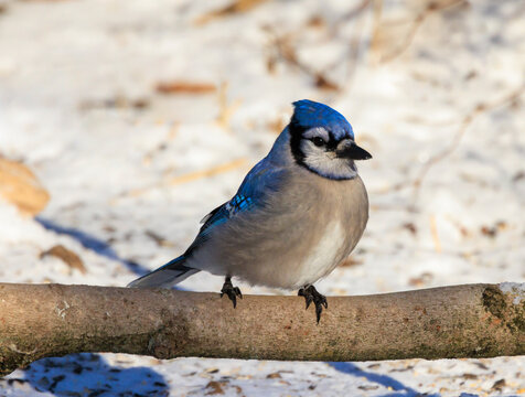 USA, Indiana, Indianapolis. Blue jay on tree limb in winter.