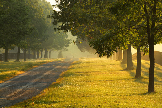 Roadway and fences on horse farm at sunrise on foggy morning, Oldham County, Kentucky